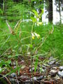 Hengel (Melampyrum pratense). -commons-