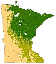 The terrestrial biomes of Minnesota, prior to European settlement. Tallgrass aspen parkland/prairie grasslands in yellow, eastern deciduous forest in olive green, and the northern coniferous forest in dark green. Minnesota Terrestrial Biomes.jpg