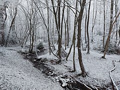 Melbbach zwischen Ippendorf und Venusberg (Bonn), örtlich als Engelsbach bezeichnet. Der mäandernde Bach fließt hier durch einen Bruchwald, welcher größtenteils durch Erlen und Haselsträuchern gebildet wird.