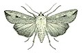 Mythimna separata (Australische Art)