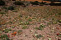 Fleurs dans le parc national Namaqua