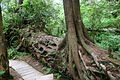 Tsuga heterophylla Nursery log for a new Western Hemlock tree