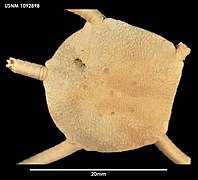 Ophiura lienosa (USNM)