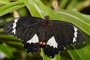 Orchard Swallowtail (Papilio aegeus)