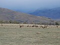 Elk in Owens Valley