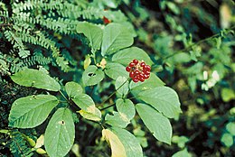 Amerikinis ženšenis (Panax quinquefolium)