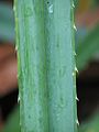 Closeup of Pandanus leaf showing thorns.