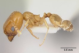 Pheidole aurea