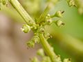 終了後の花・柱頭が見える