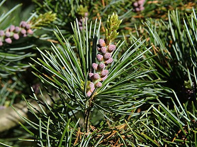 Pinus parviflora PAN male cones.jpg