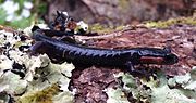 Miniatura para Plethodon jordani