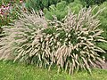 Pennisetum orientale