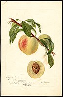 Image of the Chinese variety of peaches (scientific name: Prunus persica), with this specimen originating in Brookline, Norfolk County, Massachusetts, United States. (1893)