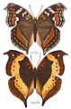 Duas borboletas do gênero Precis; acima a fêmea de P. actia, abaixo P. tugela. Ilustrações retiradas de Adalbert Seitz: Fauna Africana (1910).