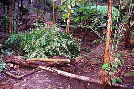 Борьба с Ligustrum lucidum как с сорняком в дождевых лесах Австралии