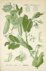 Botanical illustration of pea