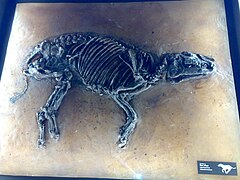 Propalaeotherium hassiacum