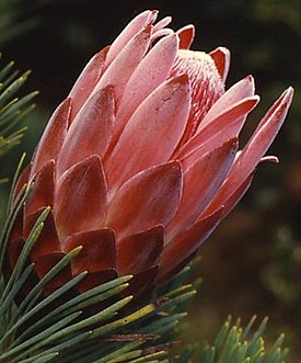 P. aristata в ботаническом саду Кирстенбош (Кейптаун, ЮАР)