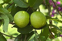 Psidium guajava at Kadavoor.jpg