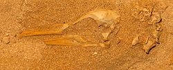 Puffinus holeae skull and neck.JPG