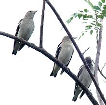 Purple-backed Starling.jpg