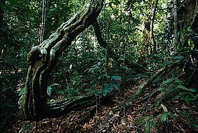 Regenwald im Nationalpark