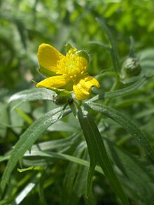 Ranunculus auricomus.jpg