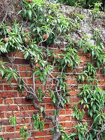 Ripe peaches - geograph.org.uk - 882396