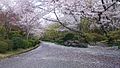 Sakura di Taman Sugimura Gambar Pilihan 17 2019 28-04-2019 - 04-05-2019