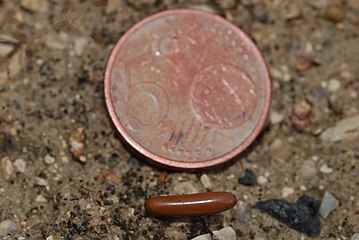 Vajíčko kobylky ságy v porovnání s pěti eurocentovou mincí o průměru 21,25 mm