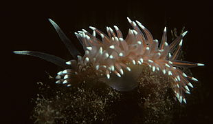 Flabellina salmonacea.