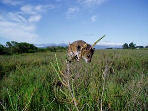 生活於鹽沼植被中的瀕危物種鹽沼巢鼠（英语：salt marsh harvest mouse）[12]