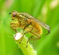 Scatophage du fumier (Scatophaga stercoraria)