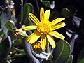 Senecio pyrenaicus