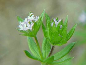 Sherardia arvensis