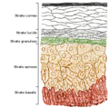 Epitelio pavimentoso stratificato dell'epidermide