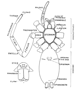 Spider anatomy