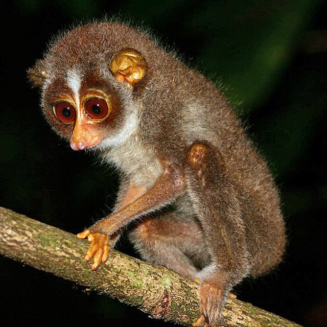 Gray and brown loris