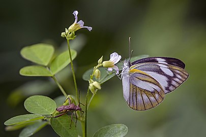 Striped albatrossAppias olferna♀ Thailand