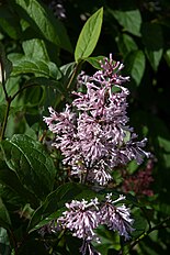 Syringa × prestoniae