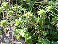 Teucrium capitatum