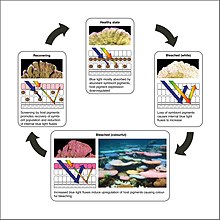 Coral bleaching in ecosystems is a complex dynamic. Coral is able to slowly recover after experiencing bleaching, how ever it is a slow process which typically results in re-bleaching. The optical feedback loop driving colourful coral bleaching.jpg