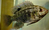 Tilapia sparrmanii