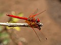 纳米比亚的非洲紅蜻蜓（Trithemis kirbyi）