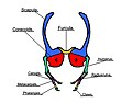 Tyrannosauridae forelimb anatomy.