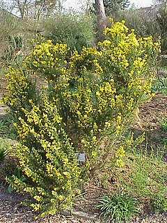 Ulex europaeus6.jpg