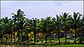 Vadavannur Rice Fields