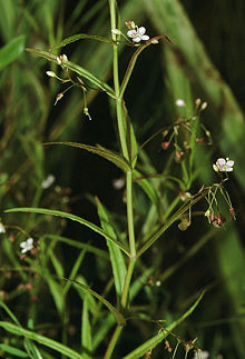 Veronica scutellata eF.jpg