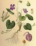 Miniatura per Viola (genre vegetal)