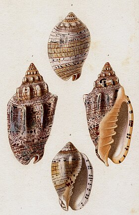 Acima, em vista superior, e abaixo, em vista inferior (nº 2), nesta Ilustração de 1835, conchas de V. musica Linnaeus, 1758; no centro (nº 1) a vista superior (esquerda) e inferior (direita) de uma concha de Voluta ebraea Linnaeus, 1758.